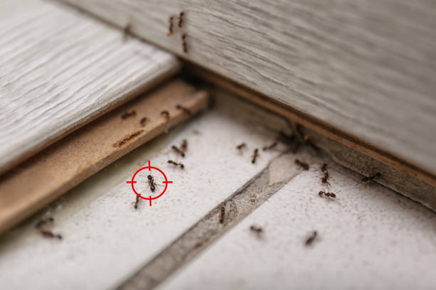 Best Affordable Pest Control Services  in Lindsborg, KS