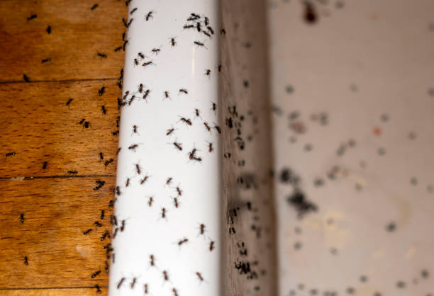 Best Best Pest Control Companies  in Lindsborg, KS